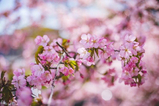 blooming sakura tree.