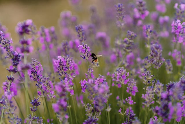 Bee among blooming lavender flowers.