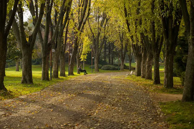 Serene autumn path in bursa forest park.
