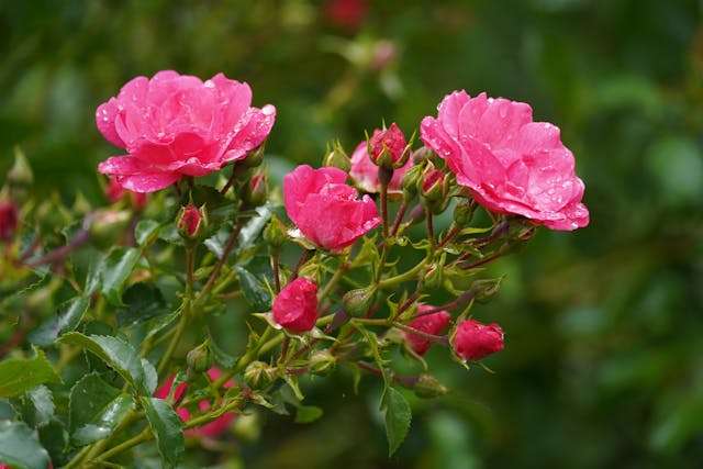 Pink roses with raindrops on petals