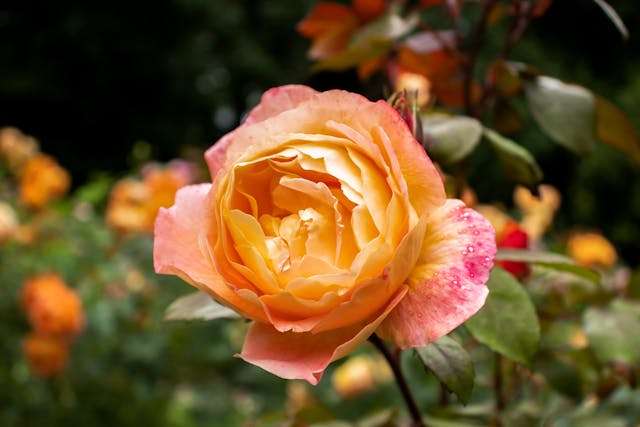 Beautiful orange rose in bloom
