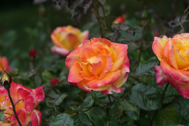 Vibrant orange and yellow roses blooming.