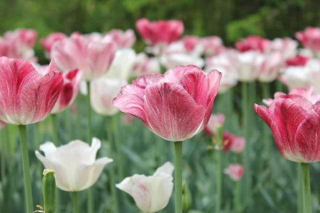 Colorful tulips in a garden