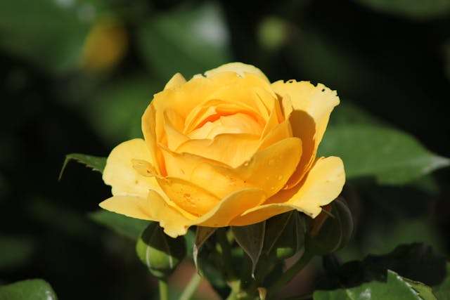 Prayer for March 15 2026