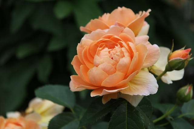 Peach rose blooming among green leaves.