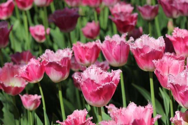 Pink tulips in a vibrant garden