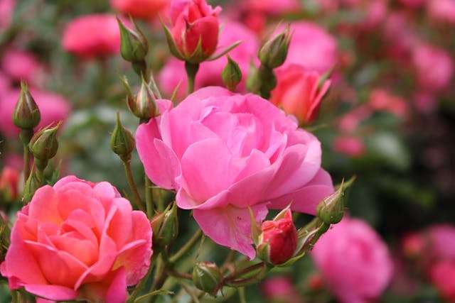 Pink roses in full bloom.