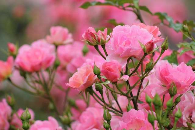 Pink roses in full bloom