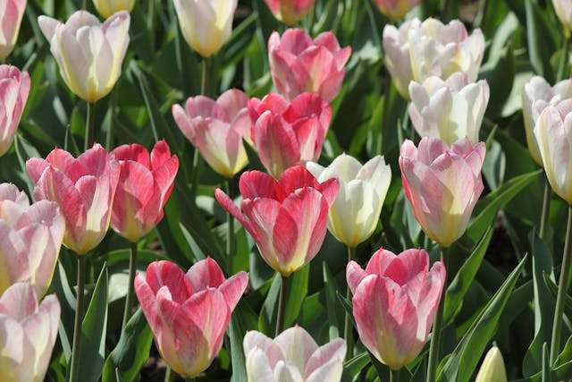 Prayer for March 12 2026