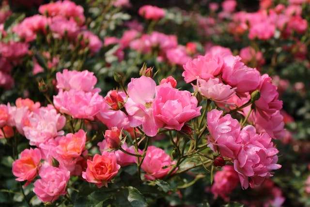 Vibrant pink roses in full bloom