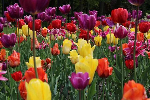 Colorful tulip field in bloom
