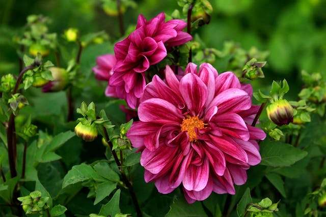 Vibrant pink flowers in green foliage
