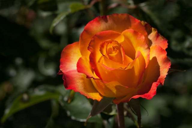 Vibrant orange and yellow rose blossom