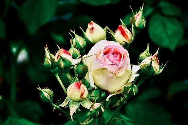 Pink rose surrounded by budding roses