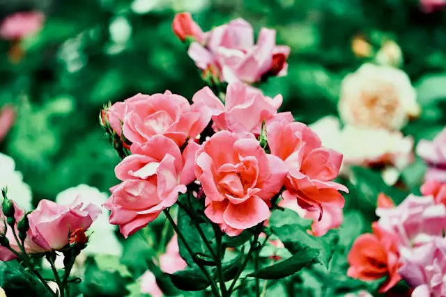 Pink roses in a vibrant garden