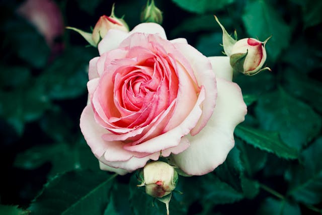 Pink rose with budding flowers