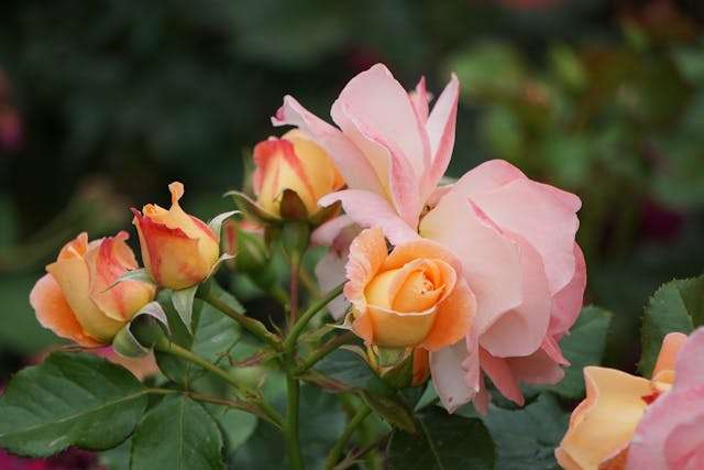 Prayer for March 24 2026