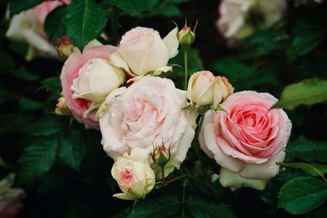 Beautiful pink and white roses