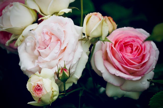 Pink and white roses in bloom.