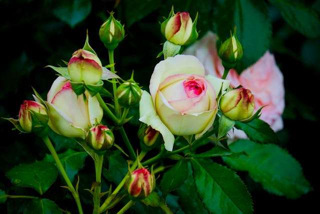 Roses with buds and green leaves