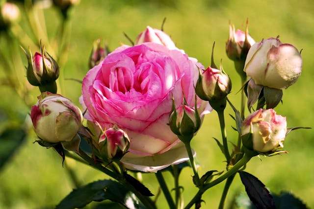 Pink rose surrounded by budding roses