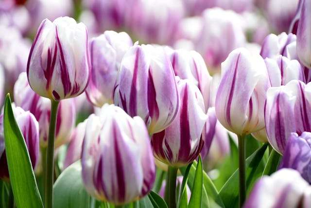 Purple and white striped tulips blooming