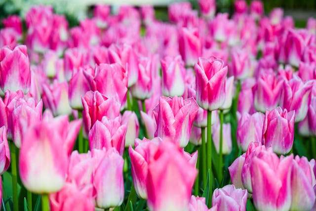 Field of vibrant pink tulips.