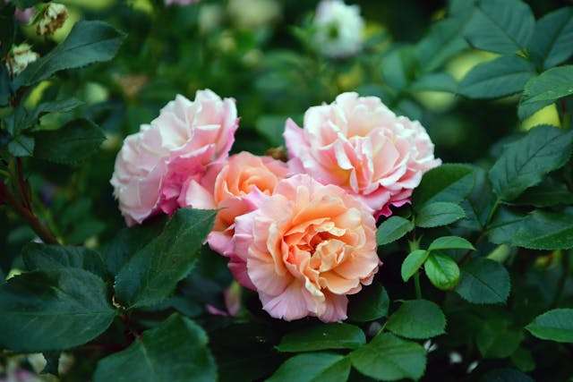 Pink roses among green leaves