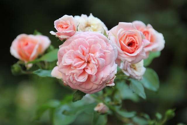 Pink roses blooming in soft light
