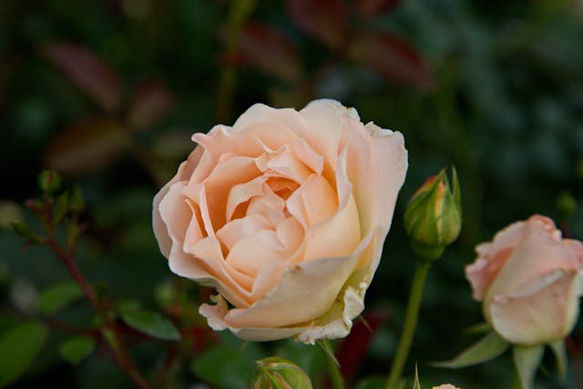 Peach rose blooming among green leaves.