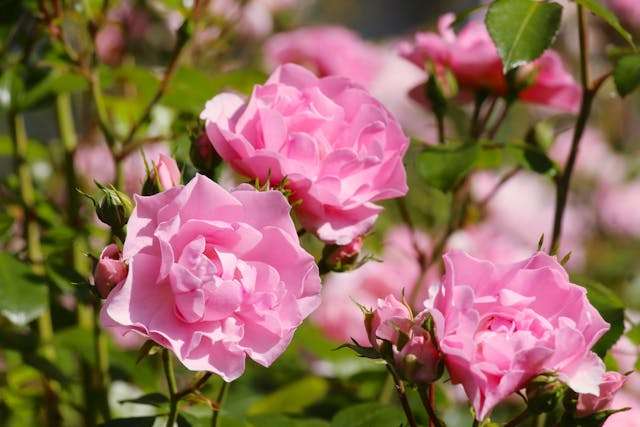 Pink roses blooming in sunlight.