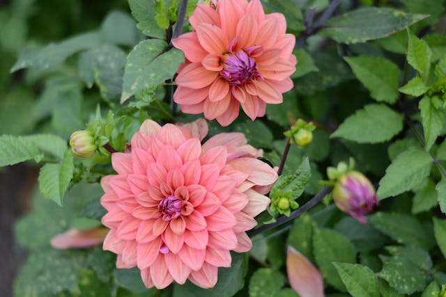 Pink flowers among green leaves