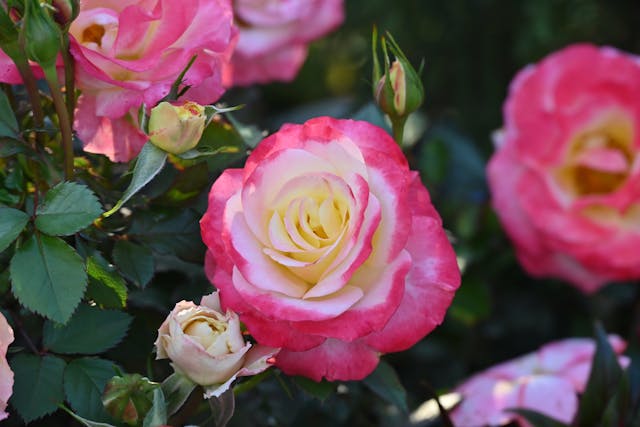 Pink and white blooming roses