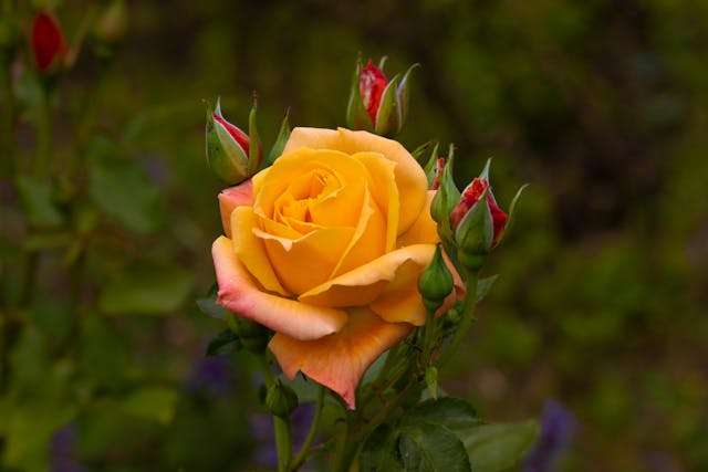 Yellow rose with budding red roses