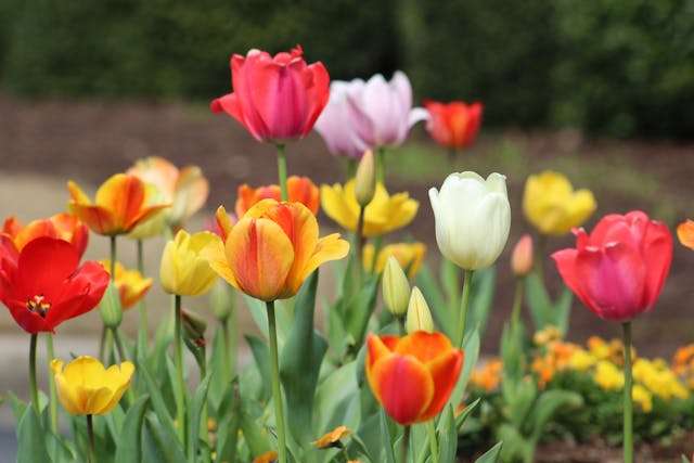 Colorful tulips in a garden