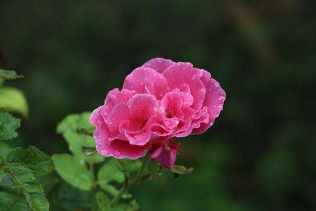 Pink rose with water droplets