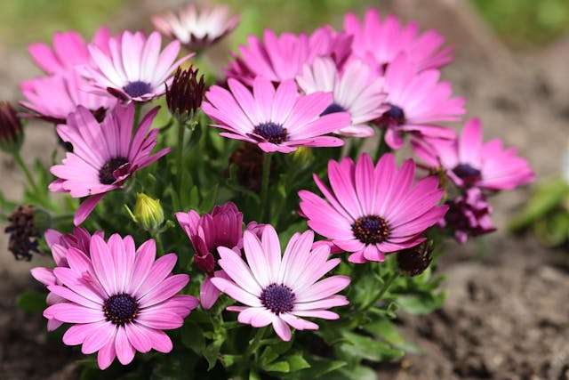 Vibrant pink daisies in bloom.