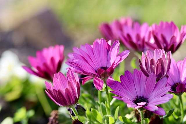 Vibrant purple flowers in sunlight.