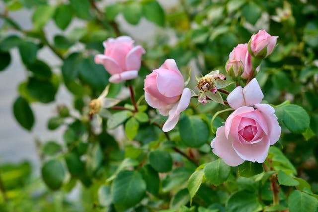 Pink roses blooming among green leaves