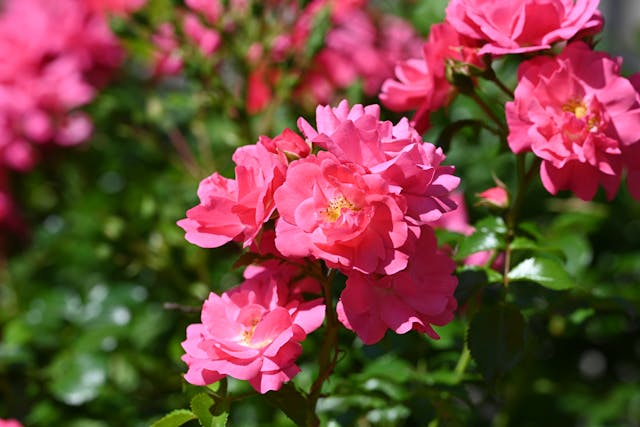 Vibrant pink roses in full bloom