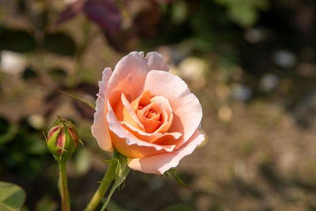 Peach rose blooming with green buds.