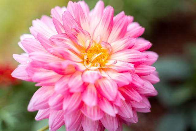 Beautiful pink dahlia flower bloom