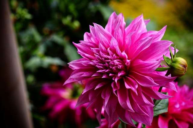Vibrant pink dahlia flower in bloom