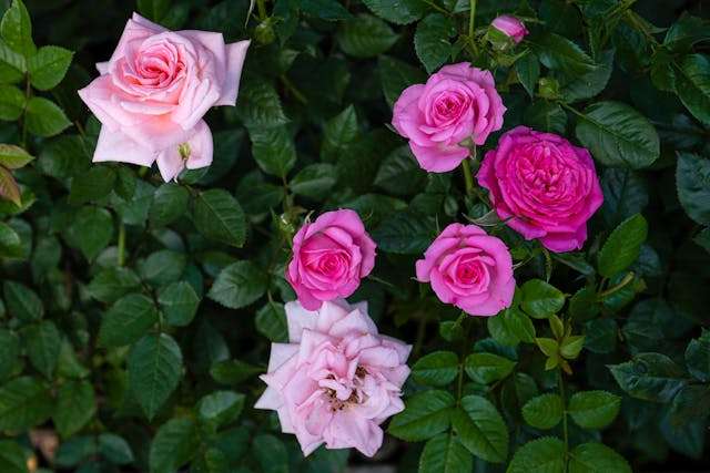 Pink roses among green leaves
