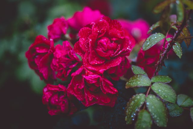 Vibrant red roses with raindrops
