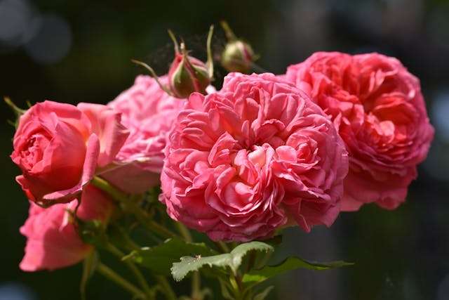 Pink roses in full bloom
