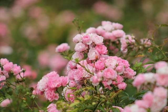 Close-up of pink flowers.