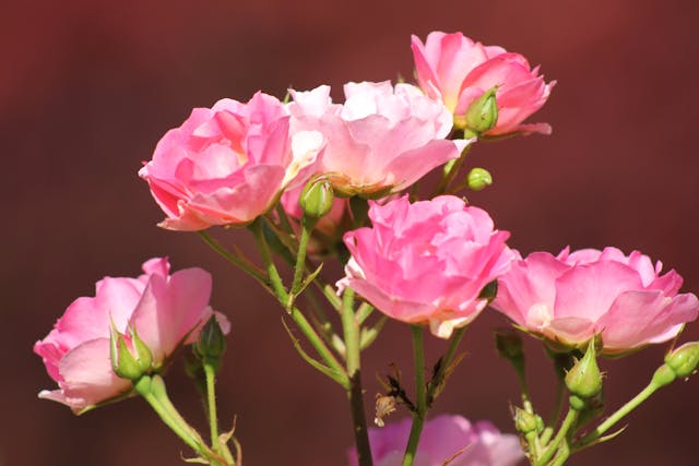 Pink roses blooming in sunlight