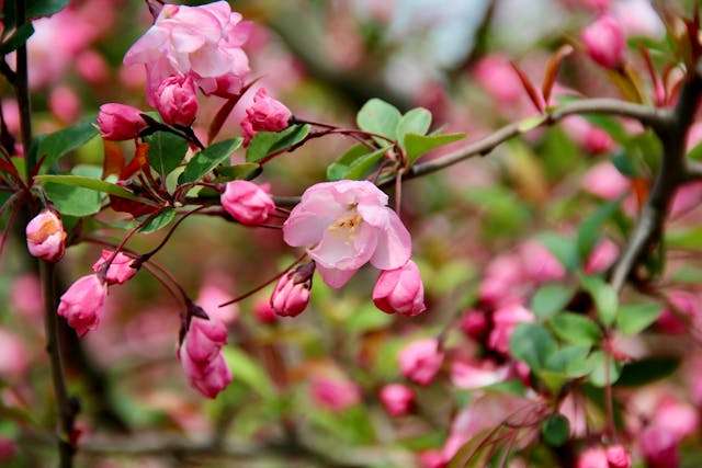 Pink flowers on a blooming branch