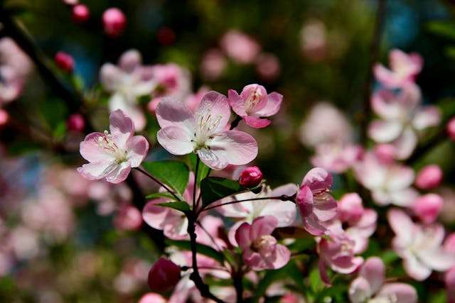 Delicate pink flowers on branches.